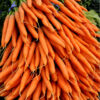 Fresh Carrots - Image 3
