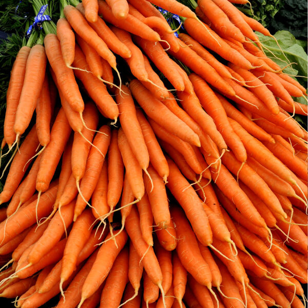 Fresh Carrots