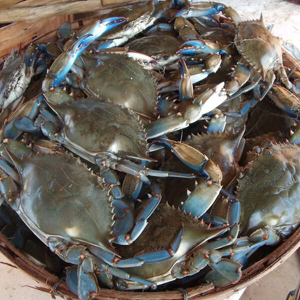 Fresh Crabs