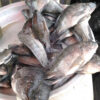 Fresh Tilapia - Image 3
