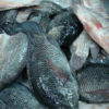 Fresh Tilapia - Image 4