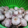 Fresh Garlic - Image 3