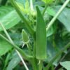 Fresh Okro - Image 2