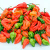 Fresh Green & Red Pepper - Image 3