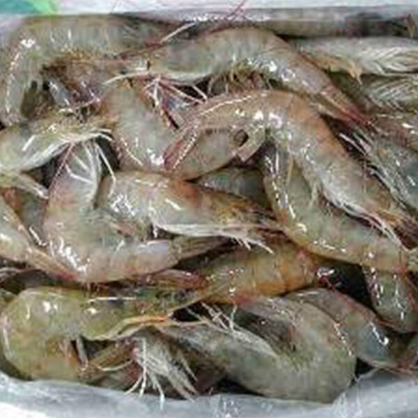 Fresh Shrimps