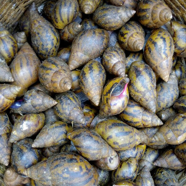 Snails