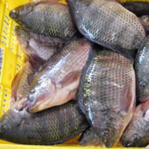 Fresh Tilapia