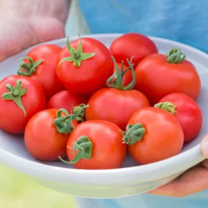 Fresh Tomatoes