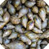 Snails - Image 2